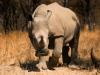 White Rhino